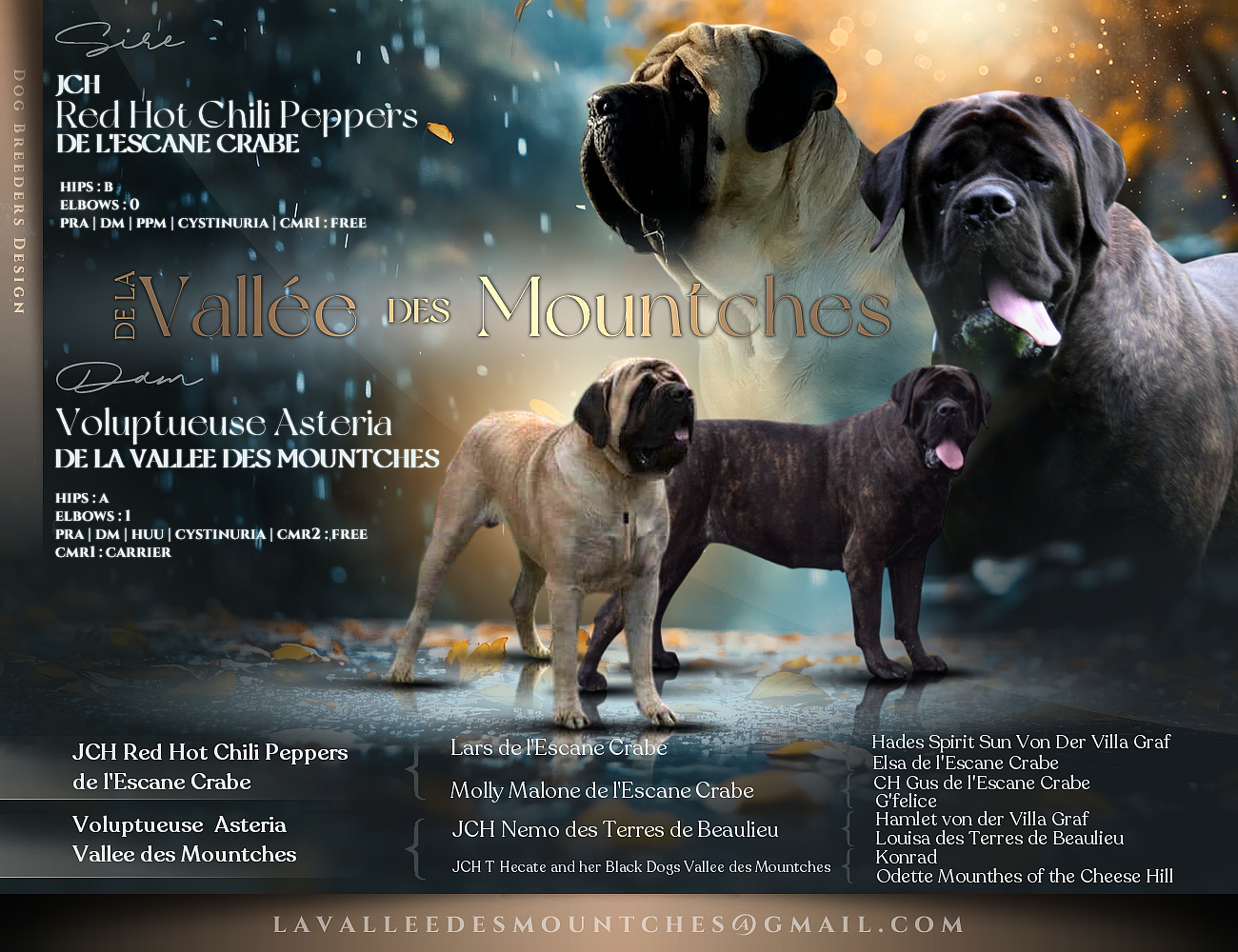 Chiot Mastiff La Vallée Des Mountches