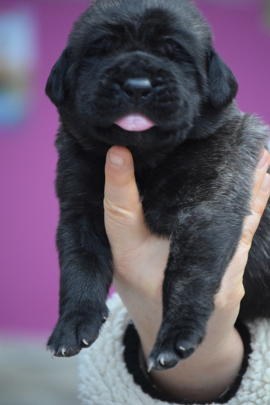 La Vallée Des Mountches - Chiots disponibles - Mastiff