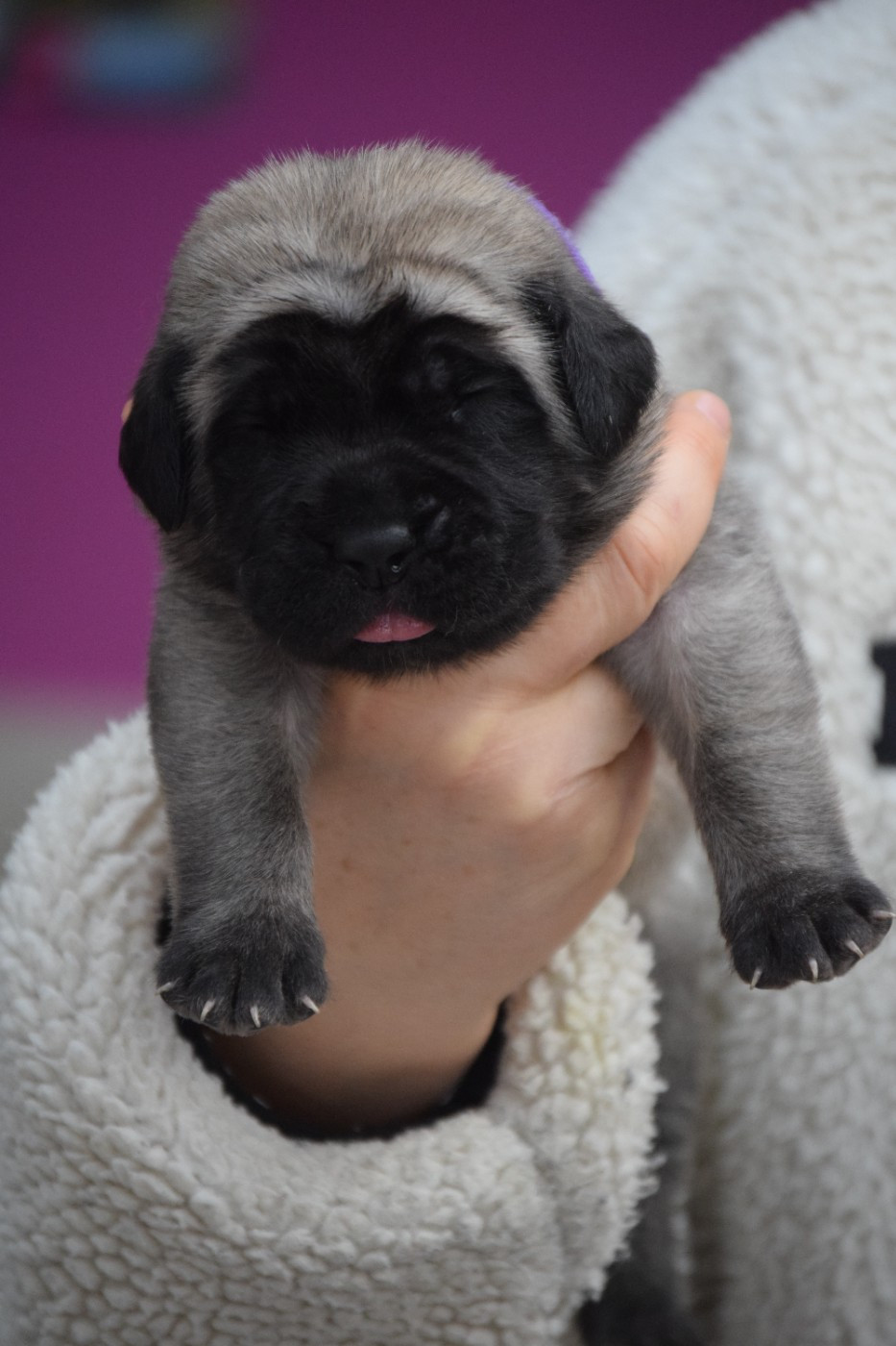 La Vallée Des Mountches - Chiots disponibles - Mastiff