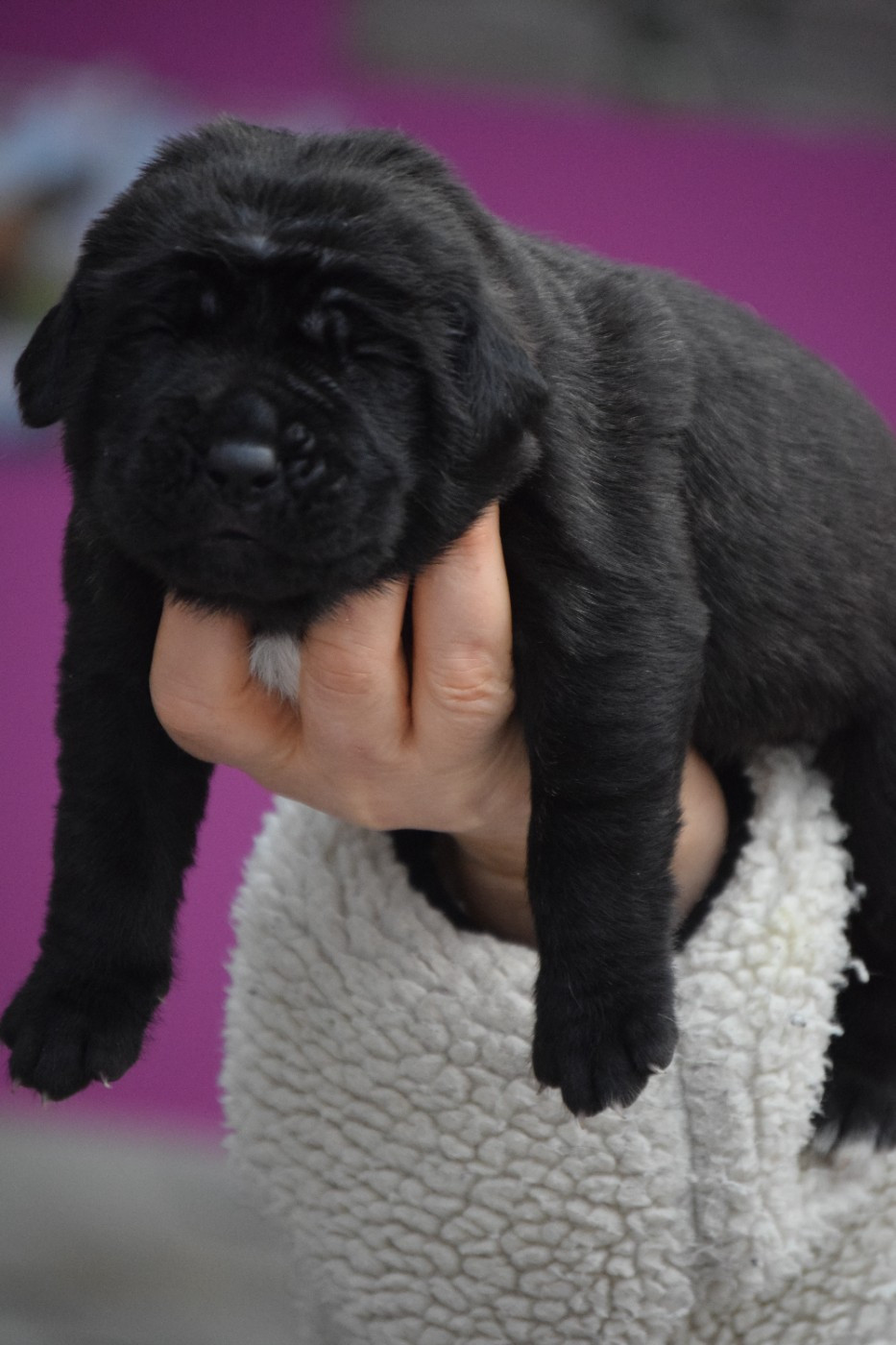 La Vallée Des Mountches - Chiots disponibles - Mastiff