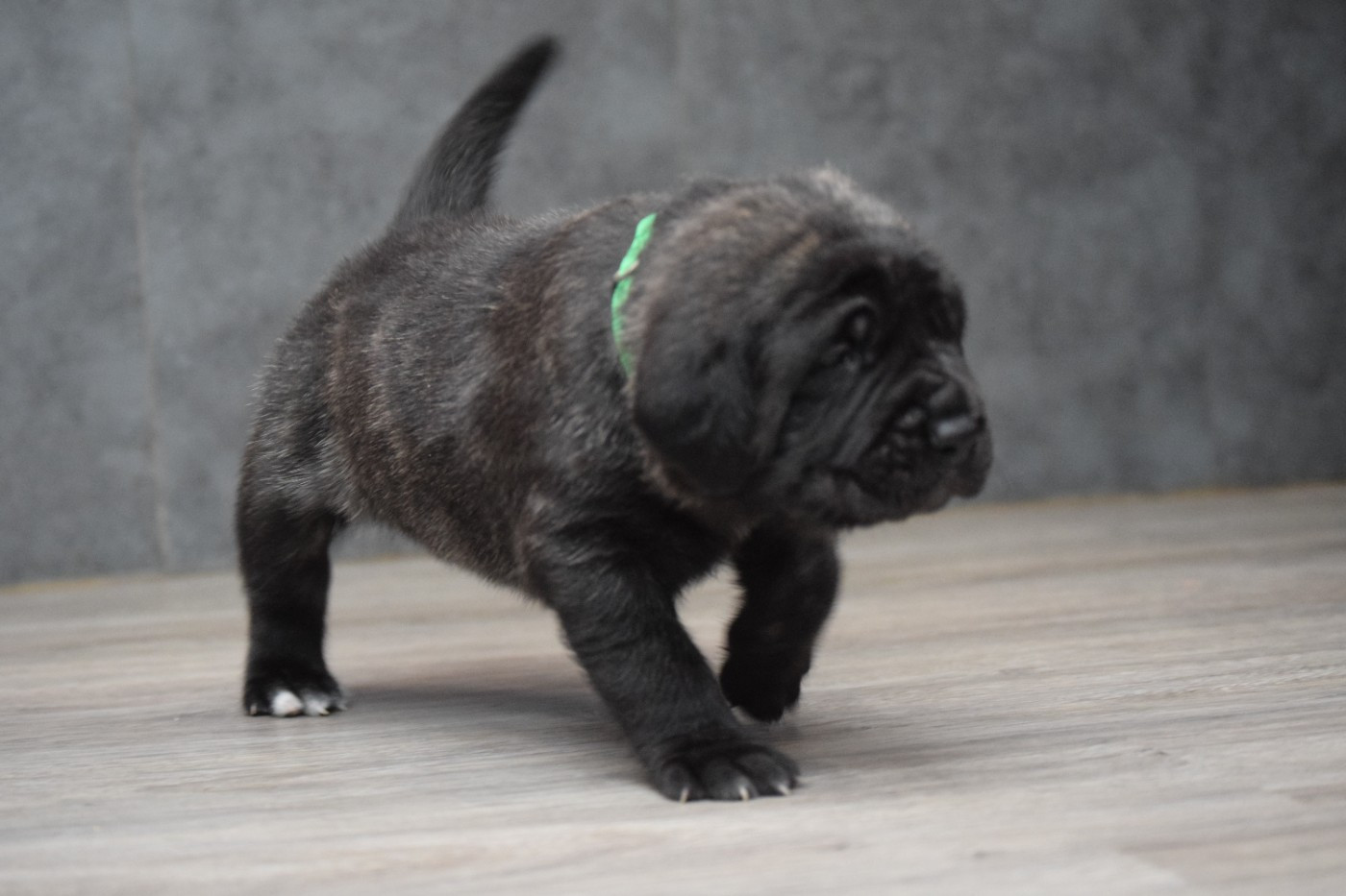 La Vallée Des Mountches - Chiots disponibles - Mastiff