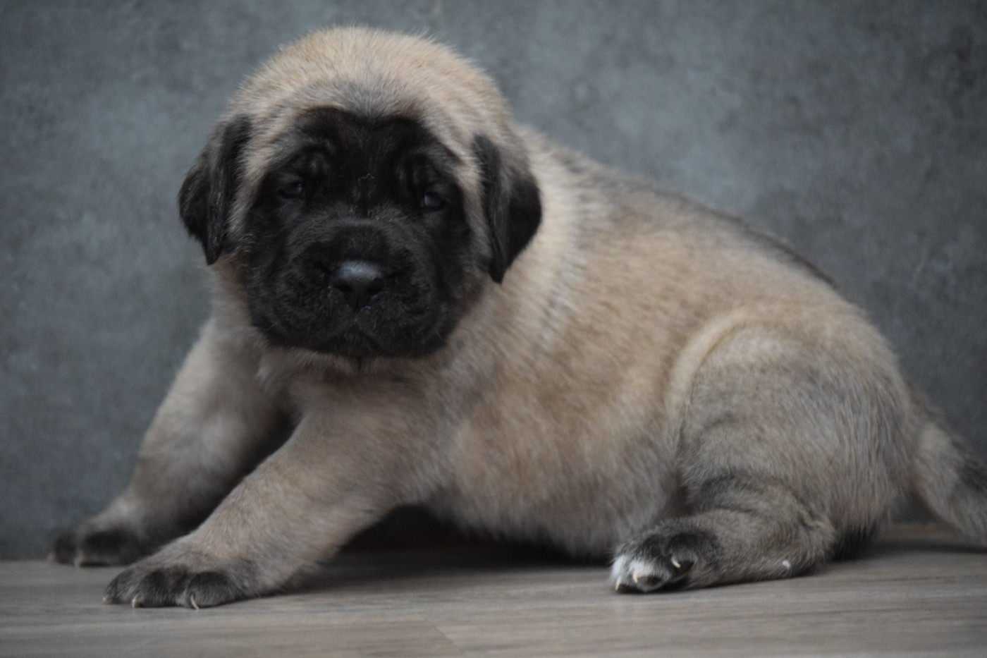 La Vallée Des Mountches - Chiots disponibles - Mastiff