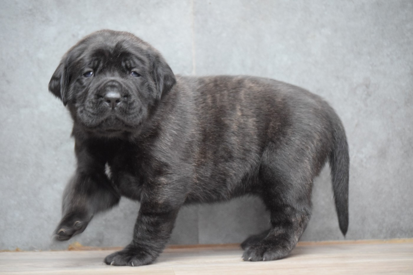 La Vallée Des Mountches - Chiots disponibles - Mastiff