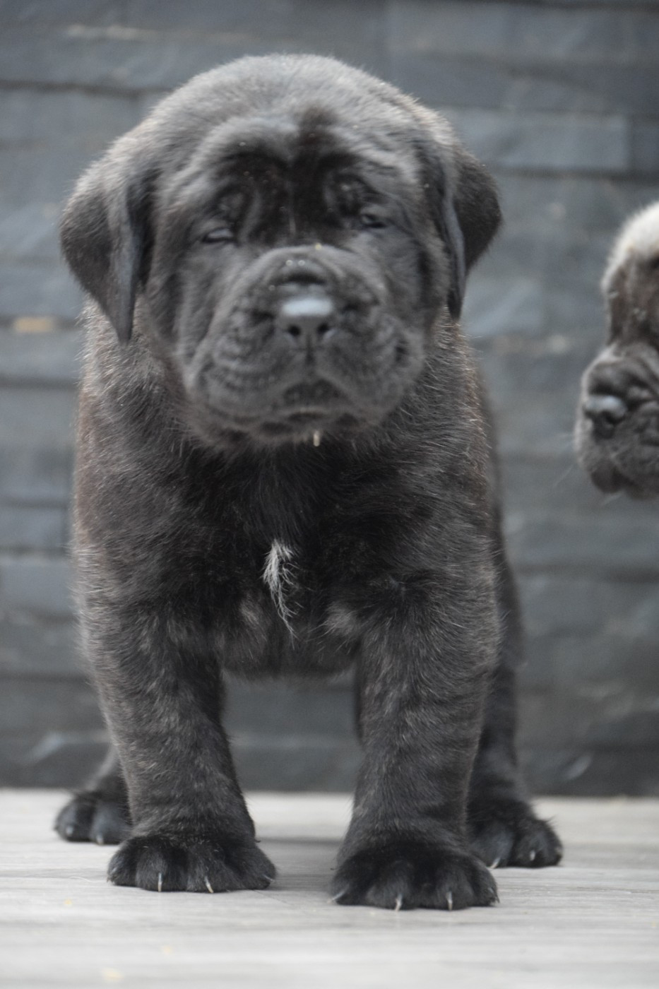 La Vallée Des Mountches - Chiots disponibles - Mastiff