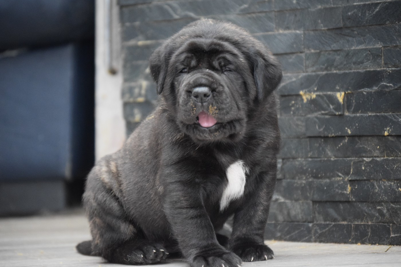 La Vallée Des Mountches - Chiots disponibles - Mastiff