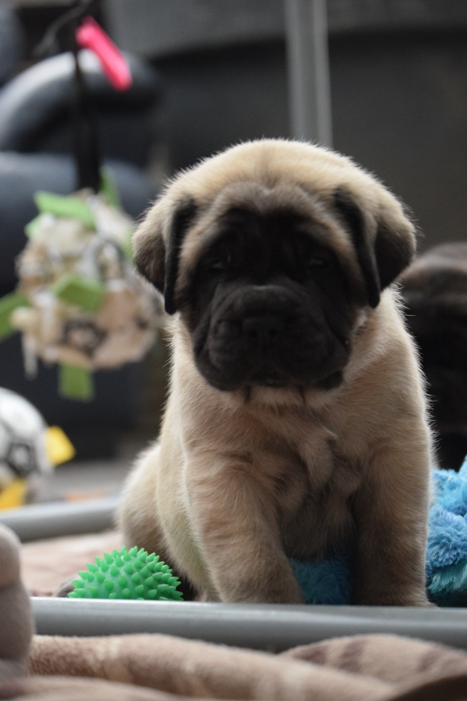 La Vallée Des Mountches - Chiots disponibles - Mastiff
