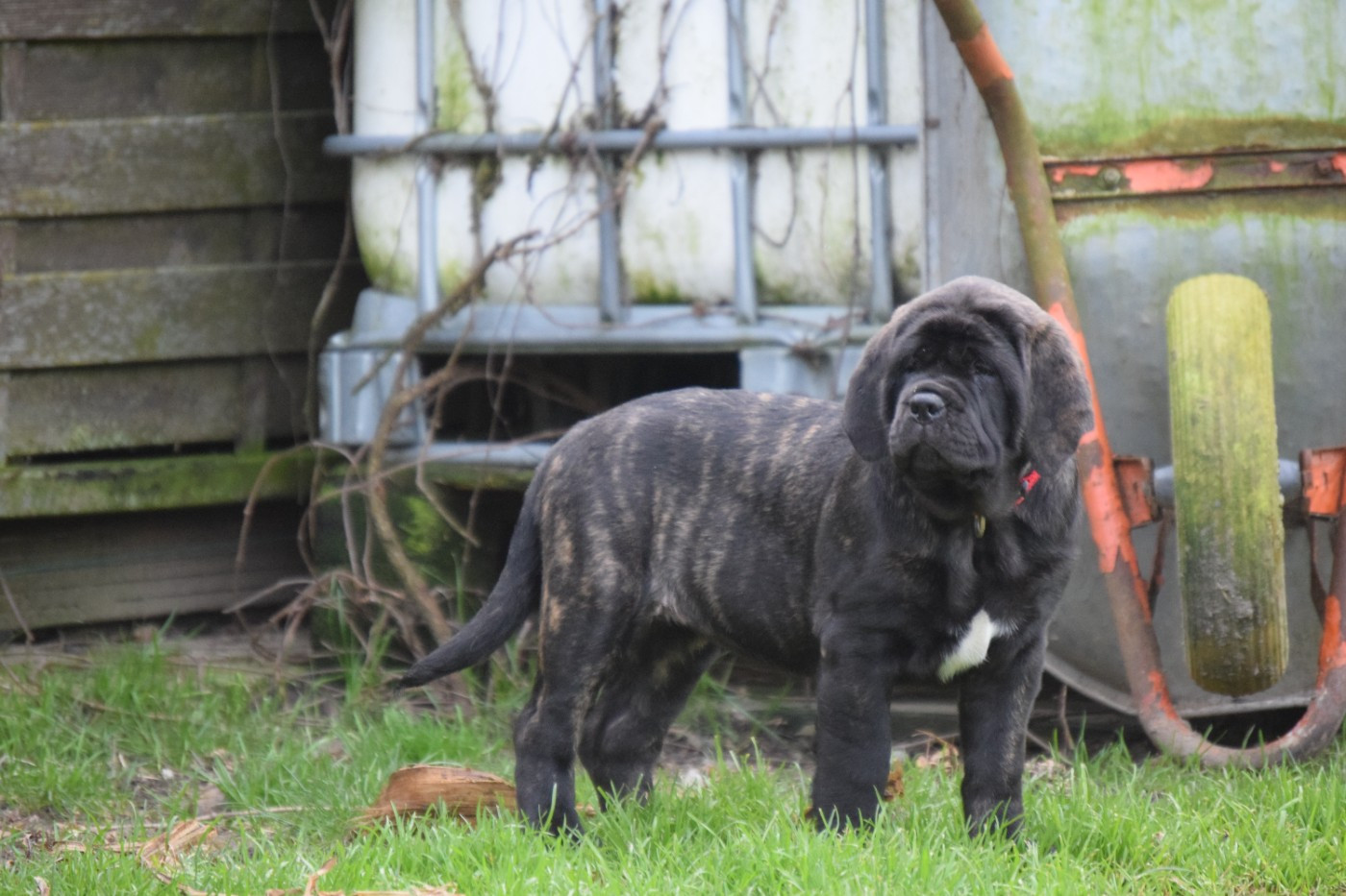 La Vallée Des Mountches - Chiots disponibles - Mastiff