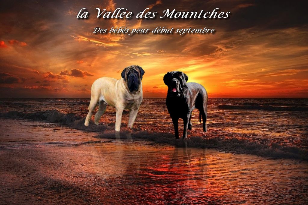 Chiot Mastiff La Vallée Des Mountches